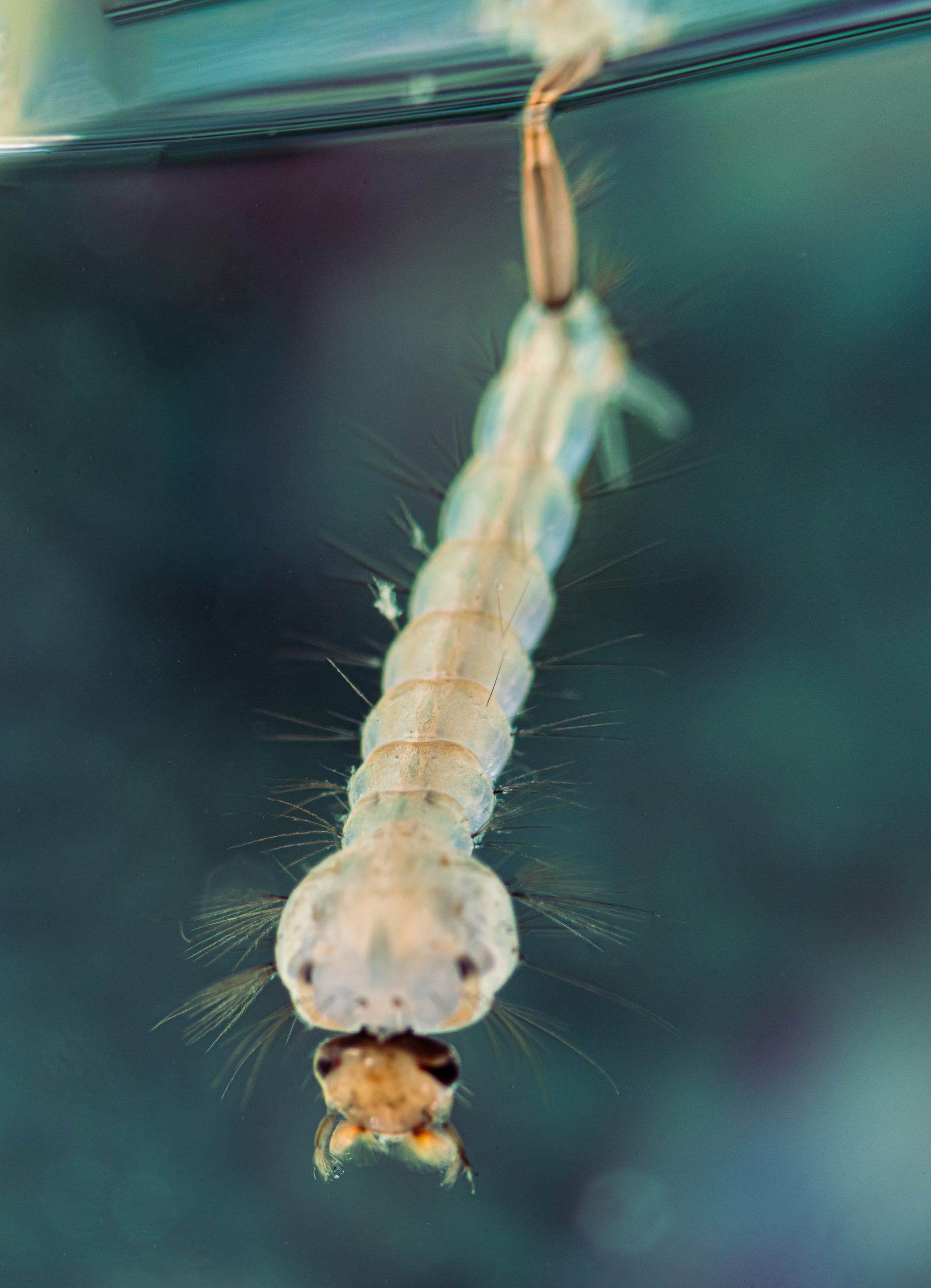 Mosquito Larvae